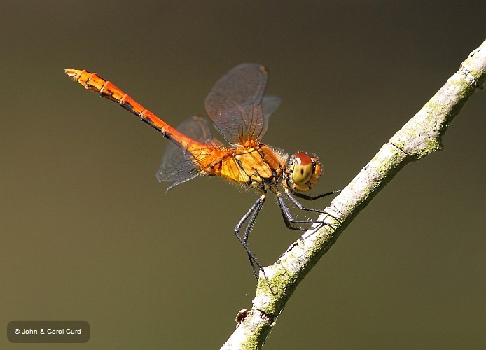 J01_3557 Sympetrum sanguineum imm male.JPG